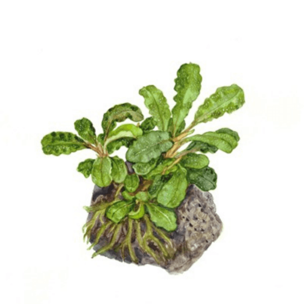Bucephalandra pygmaea 'Bukit Kelam' - Afbeelding 7