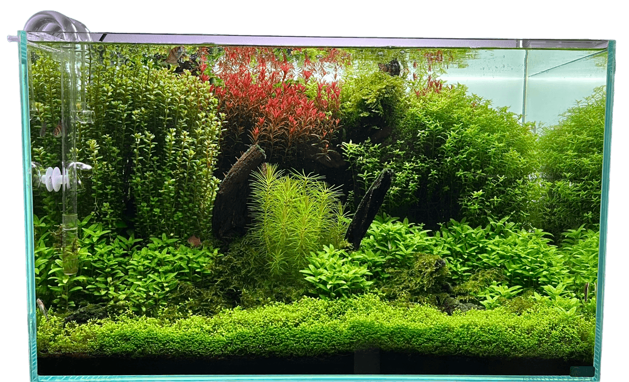 Dutch Style Aquascape