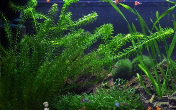 Koud water plantenpakket - Afbeelding 2