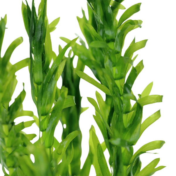 Koud water plantenpakket - Afbeelding 3