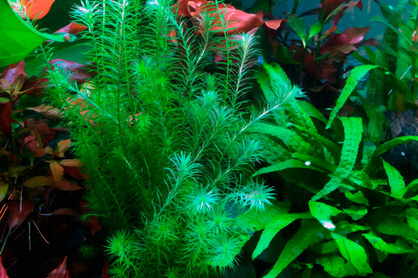 Koud water plantenpakket - Afbeelding 5