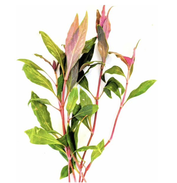 Koud water plantenpakket - Afbeelding 6