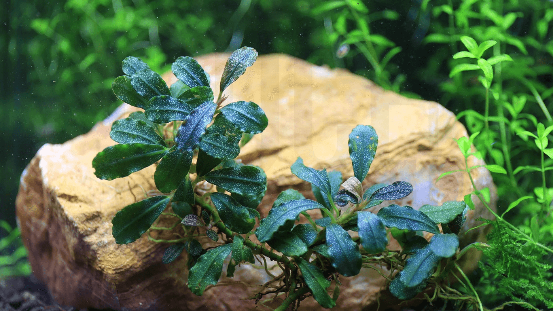 Epiphytes