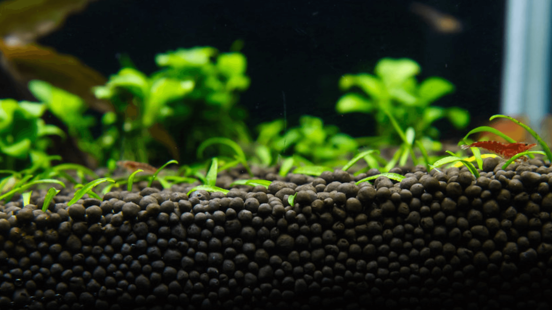 Soil